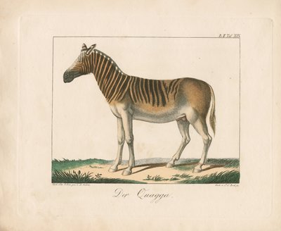 Quagga (ręcznie kolorowana litografia) autorstwa Ambrosius Gabler