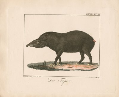 Tapir (ręcznie kolorowana litografia) autorstwa Ambrosius Gabler