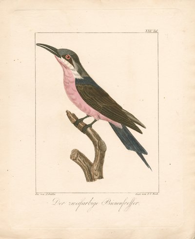 Dwukolorowy pszczołojad (ręcznie kolorowana litografia) autorstwa Ambrosius Gabler