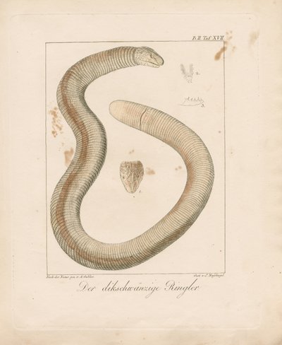 Jaszczurka gruboogonowa (ręcznie kolorowany miedzioryt) autorstwa Ambrosius Gabler