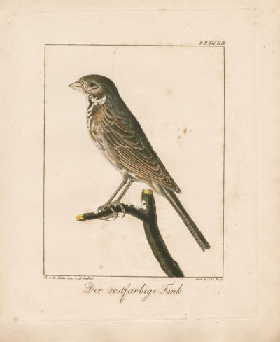 Yellowhammer (ręcznie kolorowany miedzioryt) autorstwa Ambrosius Gabler