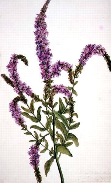 PD.128-1973f.11 Fioletowa wierzba kolczasta (Epilobium) 1787 (akwarela i gwasz) autorstwa Amelia Fancourt