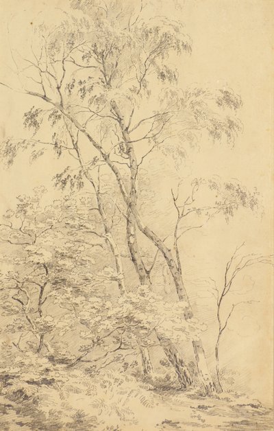 Drzewa w Bromley [lub Drzewa] autorstwa Amelia Long