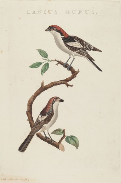 Czerwona wełna autorstwa American 19th Century