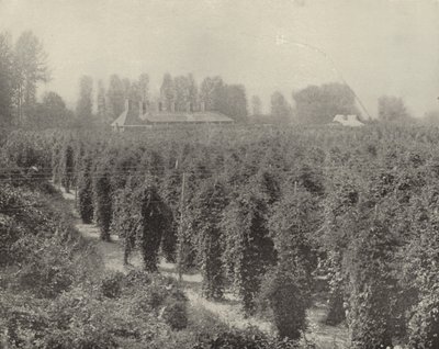 Washington Hop Yard (zdjęcie czarno-białe) autorstwa American Photographer (after)