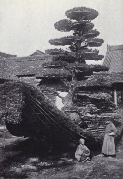Sosna uformowana w kształt łodzi (zdjęcie czarno-białe) autorstwa American Photographer (after)
