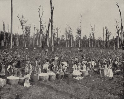 Zbieranie bawełny w Mississippi (zdjęcie czarno-białe) autorstwa American Photographer (after)