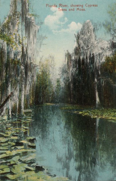 Florida River, ukazująca cyprysy i mchy (zdjęcie) autorstwa American Photographer (after)