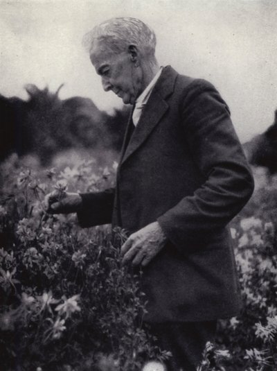 Luther Burbank wśród swoich kwiatów (zdjęcie czarno-białe) autorstwa American Photographer (after)