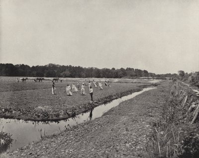 Sadzenie ryżu w Karolinie Północnej (zdjęcie czarno-białe) autorstwa American Photographer (after)