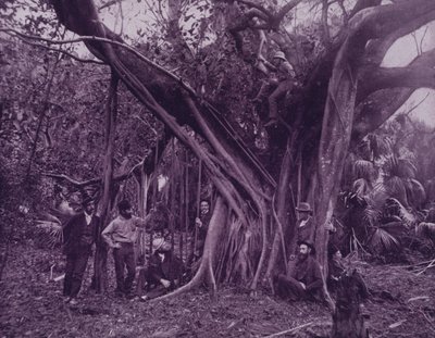 Kauczuk, czyli drzewo figowe, nad rzeką Banana na Florydzie (zdjęcie czarno-białe) autorstwa American Photographer (after)