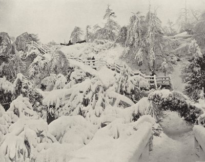 Zimowe liście na wyspie Luna (zdjęcie czarno-białe) autorstwa American Photographer (after)