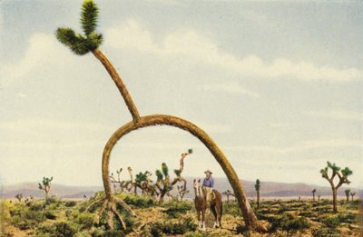 Gigantyczny castus na pustyni Mojave (zdjęcie kolorowe) autorstwa American Photographer