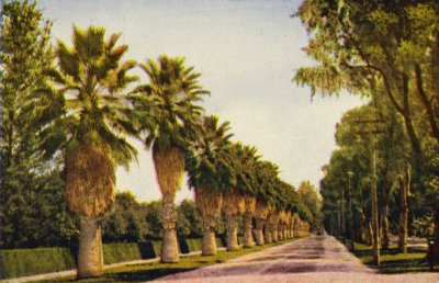 Dysk palmowy w pobliżu Los Angeles (zdjęcie kolorowe) autorstwa American Photographer