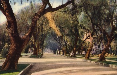 Avenue of Pepper Trees, Pasadena (zdjęcie kolorowe) autorstwa American Photographer