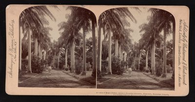 Aleja palm królewskich, teren Queen