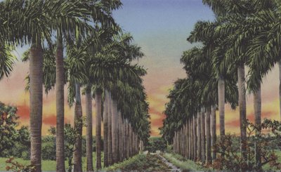 Calle de Palmas, Royal Palms Avenue (kolorowe zdjęcie) autorstwa American Photographer