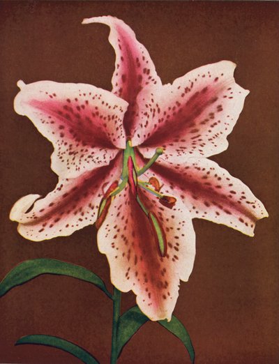 Lilie: Lilium Auratum, Crimson Queen (zdjęcie kolorowe) autorstwa American Photographer