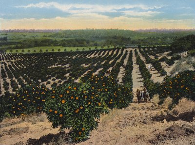 Gaj pomarańczowy w pobliżu Colfax, Kalifornia (zdjęcie kolorowe) autorstwa American Photographer