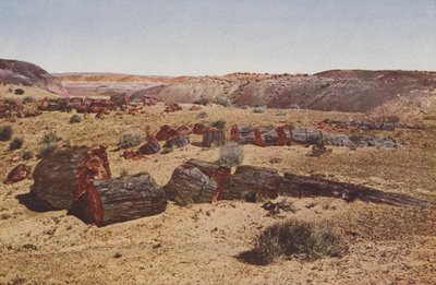 Skamieniały Las, Arizona (kolorowe zdjęcie) autorstwa American Photographer