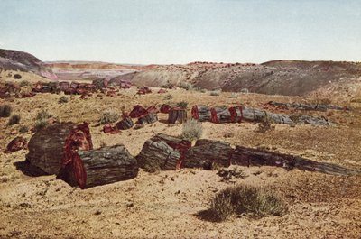 Skamieniały Las, Arizona (kolorowe zdjęcie) autorstwa American Photographer
