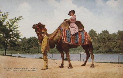 Jazda na wielbłądzie, Nowojorski Park Zoologiczny (zdjęcie ilustracyjne) autorstwa American Photographer