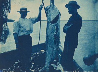"Tarpon lub Silver King", 29 października autorstwa American Photographer