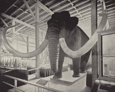 Wielki Mamut Syberyjski autorstwa American Photographer
