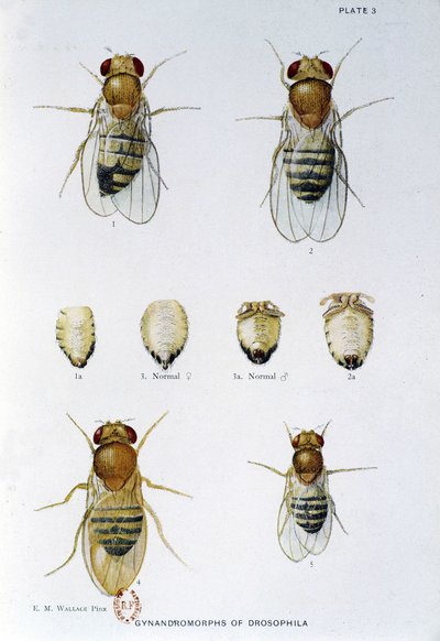 Abeilles - w „Wkład w genetykę muszki drosophila melanogaster””, Thomas H. Morgan autorstwa American School