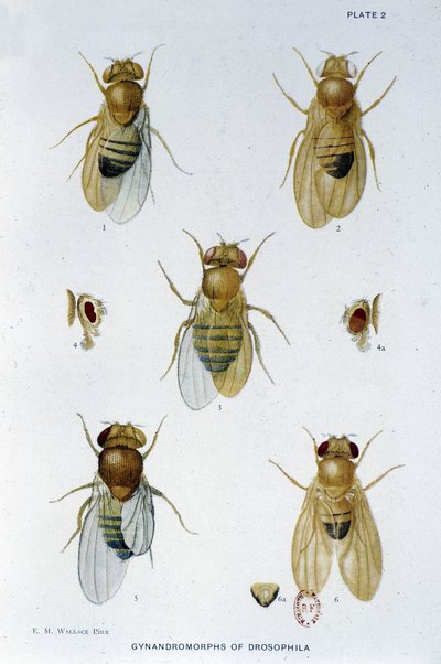 Abeilles - w „Wkład w genetykę muszki drosophila melanogaster””, Thomas H. Morgan autorstwa American School