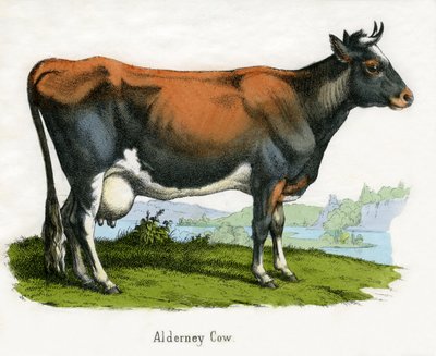 Krowa Alderney, z Historii naturalnej zwierząt autorstwa American School