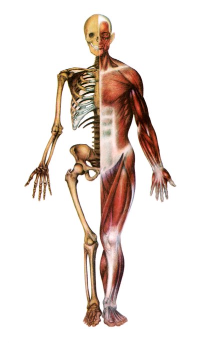 Anatomiczny odcisk ludzkiego szkieletu i mięśni autorstwa American School