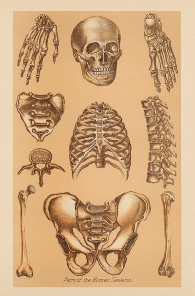 Anatomiczne badanie ludzkiego szkieletu autorstwa American School