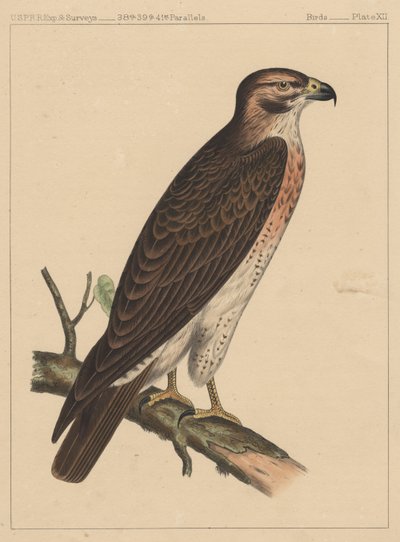 Ptaki, plansza XII, 1855 autorstwa American School