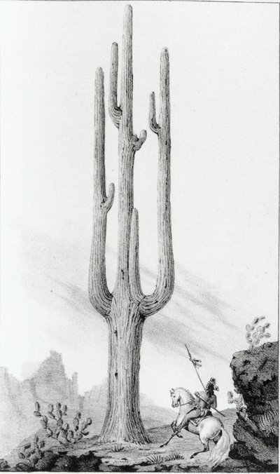 Cereus Giganteus autorstwa American School