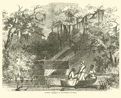 Zapasy bawełny na południowych bagnach, lipiec 1862 r. autorstwa American School