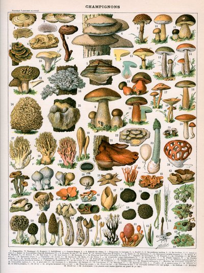 Nadruk dekoracyjny "Champignons" autorstwa Demoulin autorstwa American School