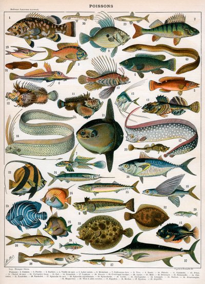 Nadruk dekoracyjny "Poissons" autorstwa Demoulin autorstwa American School