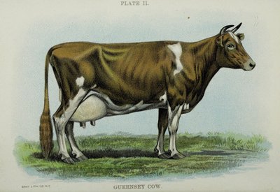 Guernsey Cow, z „Biggle Cow Book” Jacoba Biggle autorstwa American School