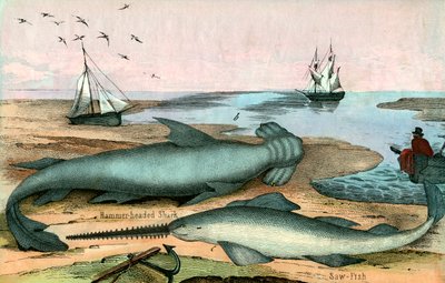 Hammerhead Shark i Sawfish autorstwa American School