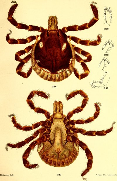 Mężczyzna Ablyomma Americanum, ilustracja z „Cattle ticks (Ixodoidea) of the United States” autorstwa D. E. Salmona i Charlesa Wardella autorstwa American School