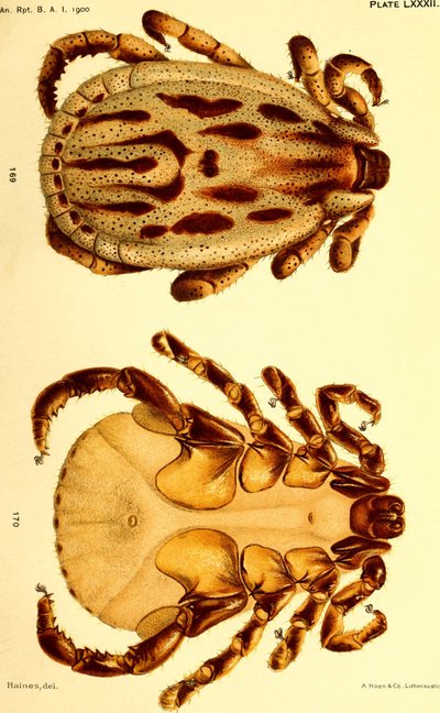 Mężczyzna Dermacentor reticulatus, ilustracja z filmu "Kleszcze bydlęce (Ixodoidea) w Stanach Zjednoczonych" autorstwa American School