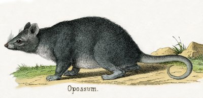 Opos, z Historii naturalnej zwierząt autorstwa American School