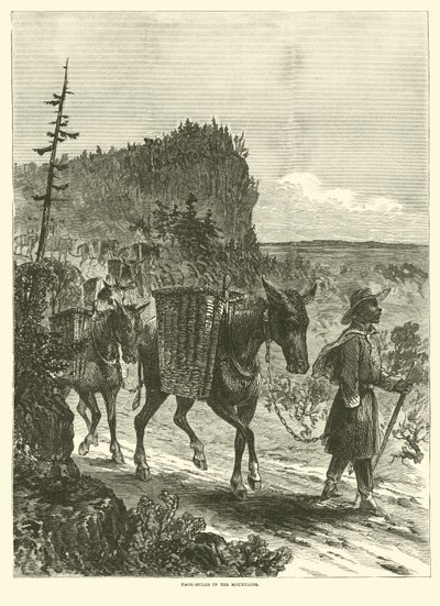 juczne muły w górach, luty 1863 autorstwa American School