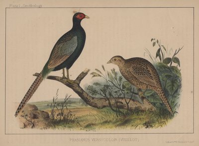 Phasianus Versicolor (Vieillot) autorstwa American School
