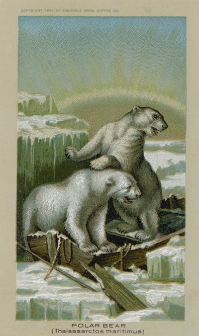 Niedźwiedź polarny, Thalassarctos maritimus (chromolit) autorstwa American School