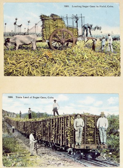 Pocztówki przedstawiające plantacje trzciny cukrowej na Kubie, ok. 1910 r. autorstwa American School