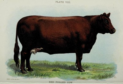 Red Polled Cow, z „Biggle Cow Book” Jacoba Biggle autorstwa American School