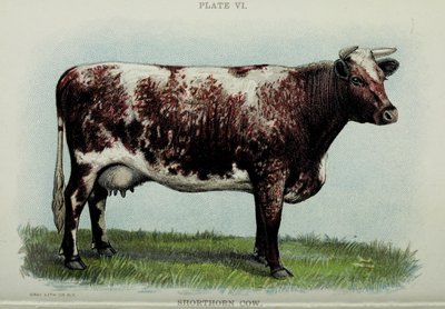 Krowa Shorthorn, z „Bigggle Cow Book” Jacoba Biggle