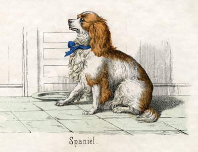 Spaniel, z Historii naturalnej zwierząt autorstwa American School